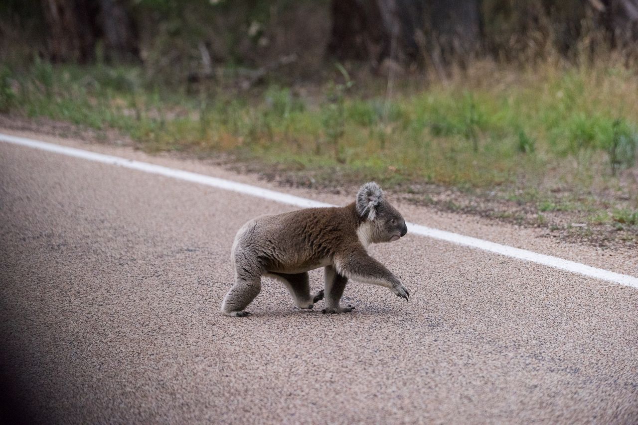 koala